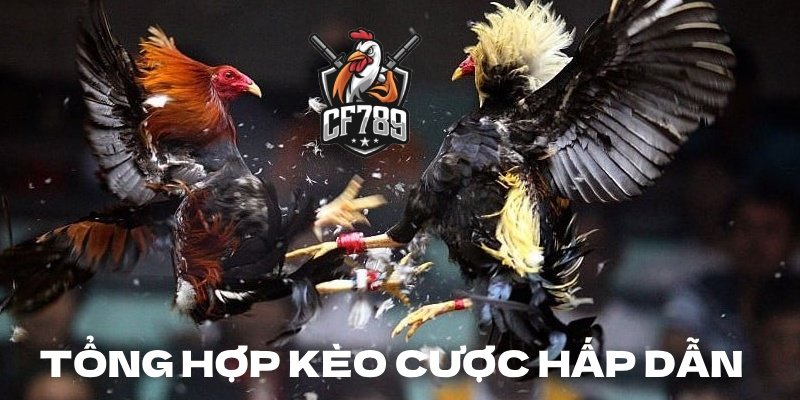 Tổng hợp kèo cược hấp dẫn