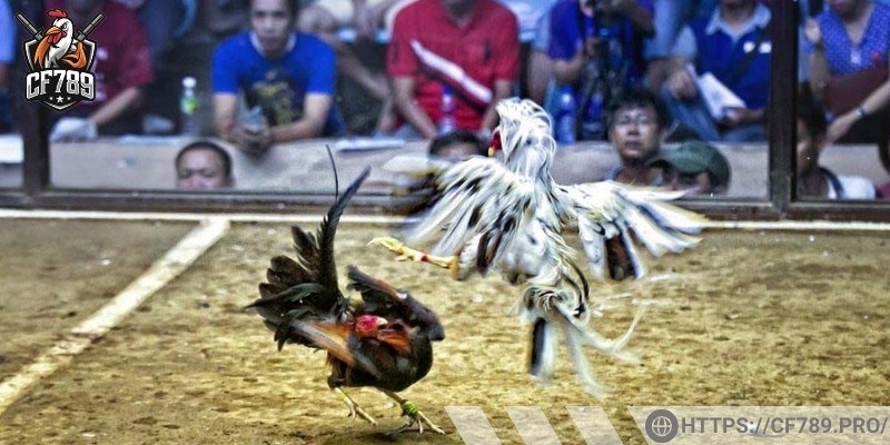 Cách tính điểm dựa trên kết quả trận đấu