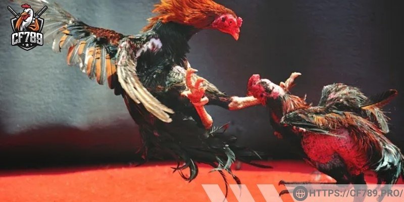 Mục tiêu trong đá gà online tại CF789