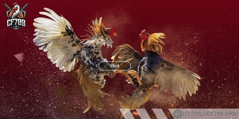 Quản lý ngân sách là yếu tố quyết định khi đá gà