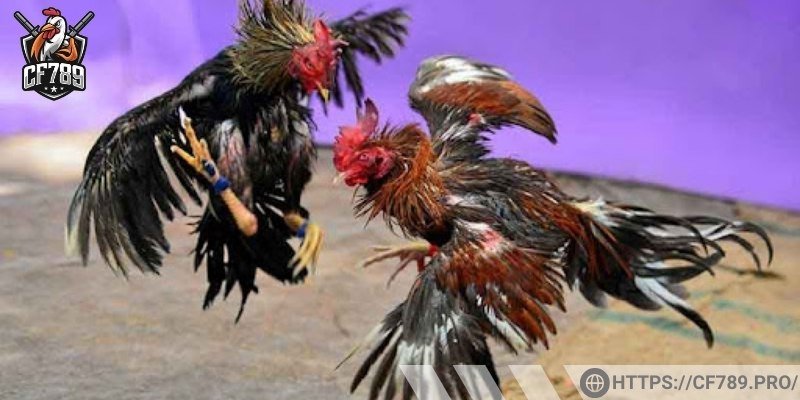 Quy trình chơi đơn giản cho người mới 